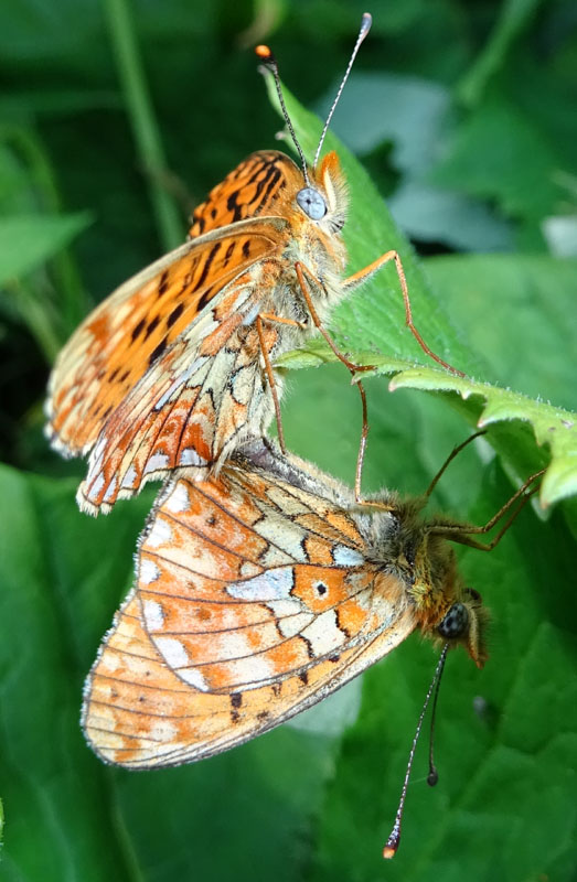 accoppiamento di Boloria euphrosyne - Nymphalidae